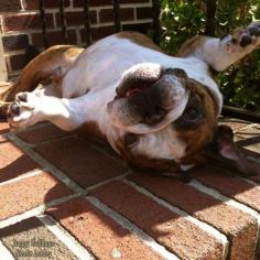 BaggyBulldogs | All about English Bulldogs