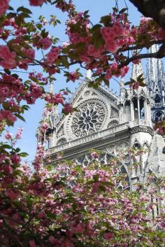 Cherry blossoms at Notre dame, Paris France