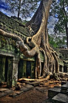 Now that's a unique tree house!!  Angkor Wat Cambodia