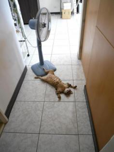 Cat sprawled on a hot summer day