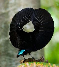 A Riflebird shows off.  What an awesome shot.  Gosh nature really is beautiful huh?