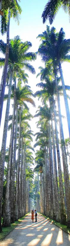 Palm Tree Alley at Botanical Gardens Rio de Janeiro, Brazil