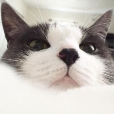 "What's so great about Selfies?" #cat