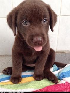 Adorable chocolate puppy.