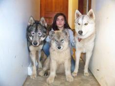 Hybrid Wolf. Dog + Wolf. I LOOOVE big dogs! :)