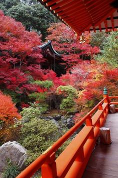 Autumn leaves in Kyoto, Japan