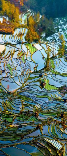 Terraced rice field in water season in YuanYang, China     |    17 Unbelivably Photos Of Rice Fields. Stunning No. #15 .... this looks like stained glass! very beautiful...