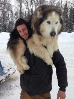 Top Dogs of the Iditarod: The beautiful dog named Ugly...oh, I want to squish him.