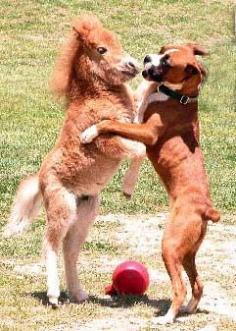 aww that is so cute.  a baby mule (i think) and a boxer puppy!!!