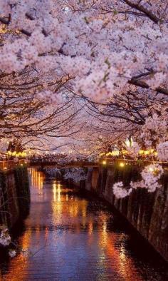 Cherry blossoms in #Paris #Travel