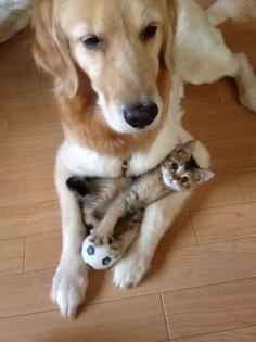 Best friends. Too cute! #kitten #dog #animals