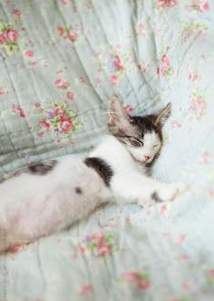 awe, little kitten cozied up on shabby chic bedding