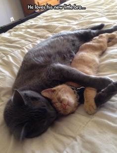 Black cat hugs ginger cat