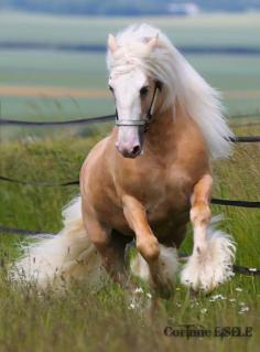 Beautiful #gypsy vanner  #animals  #horses  #equestrian