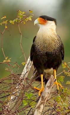 Carancho norteño - Northern Crested Caracara (Caracara cheriway). A New World species of falcon. photo: Sergio Bitran M.
