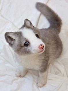 Baby arctic fox? Adorable!