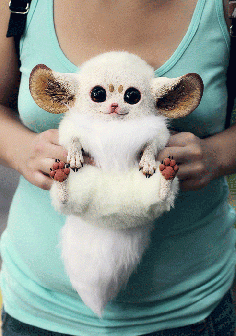 Inari Foxes - oh my gosh. Cutest thing ever. It is like pikachu in real life IT'S SO CUTE