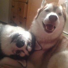 These ones who found their soul mates. | 25 Dogs Who Are Living Your Life Better Than You