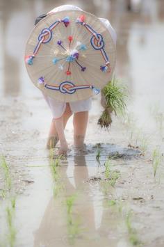 
                    
                        Japanese rice planting and folk festival in Mie, Japan
                    
                
