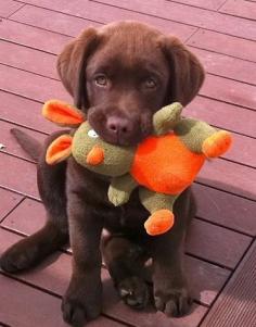 chocolate lab..........:) I want this dog so cute!!!