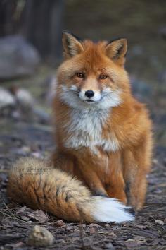Red Fox - Olga Gladysheva, Wild beauty I can't wait to have a pet fox.  They have them available now in Russia.
