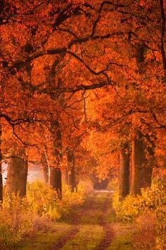 Gorgeous firey colors of autumn trees.