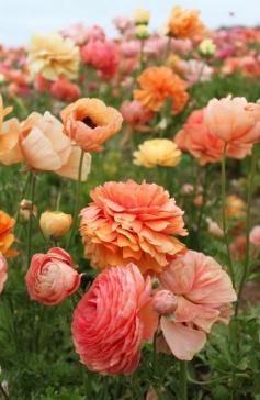 
                    
                        poppies. ( I would LOVE this picture blown up big and framed for my house!)
                    
                
