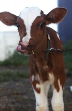 Baby Moo Cow