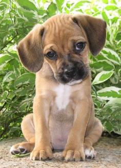 Puggle Puppy Face!