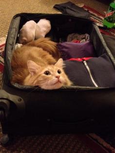 Don't leave me!!!! :'(  This was my kitty Molly every time I packed