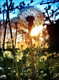 Beautiful Sun with a dandelion.  Make a wish!