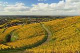 Vineyard Landscape, Ortenau, Baden Wine Route, Baden-Wurttemberg, Germany, Europe Photographic Print by Jochen Schlenker. Product size approximately 16 x 24 inches. Available at Art.com. Embrace your Space - your source for high quality fine art posters and prints.