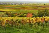 Vineyard Landscape, Near St. Martin, German Wine Route, Rhineland-Palatinate, Germany, Europe Photographic Print by Jochen Schlenker. Product size approximately 16 x 24 inches. Available at Art.com. Embrace your Space - your source for high quality fine art posters and prints.