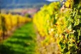 Vineyards in Autumn, Mittelbergheim, Alsatian Wine Route, Bas-Rhin, Alsace, France Photographic Print by Green Light Collection. Product size approximately 16 x 24 inches. Available at Art.com. Embrace your Space - your source for high quality fine art posters and prints.