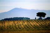 The Ventoux Mount and Wine AOC Vineyards Photographic Print by P. Eoche. Product size approximately 16 x 24 inches. Available at Art.com. Embrace your Space - your source for high quality fine art posters and prints.