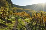 Vineyard Landscape, Ortenau, Baden Wine Route, Baden-Wurttemberg, Germany, Europe Photographic Print by Jochen Schlenker. Product size approximately 16 x 24 inches. Available at Art.com. Embrace your Space - your source for high quality fine art posters and prints.