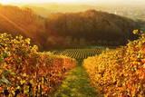 Vineyard Landscape, Ortenau, Baden Wine Route, Baden-Wurttemberg, Germany, Europe Photographic Print by Jochen Schlenker. Product size approximately 16 x 24 inches. Available at Art.com. Embrace your Space - your source for high quality fine art posters and prints.