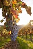 Vineyards with Red Wine Grapes in Autumn at Sunset, Esslingen, Baden Wurttemberg, Germany, Europe Photographic Print by Markus Lange. Product size approximately 16 x 24 inches. Available at Art.com. Embrace your Space - your source for high quality fine art posters and prints.