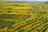 Vineyard Landscape, Near Bad Duerkheim, German Wine Route, Rhineland-Palatinate, Germany, Europe Photographic Print by Jochen Schlenker. Product size approximately 16 x 24 inches. Available at Art.com. Embrace your Space - your source for high quality fine art posters and prints.
