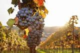 Vineyards with Red Wine Grapes in Autumn at Sunset, Esslingen, Baden Wurttemberg, Germany, Europe Photographic Print by Markus Lange. Product size approximately 16 x 24 inches. Available at Art.com. Embrace your Space - your source for high quality fine art posters and prints.