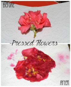 How to make pressed flowers in the microwave (So easy)