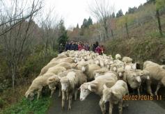 Trailing of the Sheep Festival