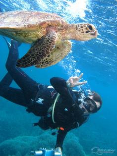 Diving with Sea Turtles