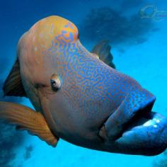 Maori Wrasse