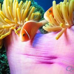 Clownfish call this anemone home