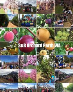 S&R Orchard Summer Fruits Picking Festival Perth