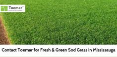 At Tomear, we provide the best quality sod grass, which is the best option to achieve an environmentally friendly perfect lawn in Mississauga. Our grass is less fertilizer and free from chemicals. 