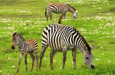 Zebras are famously stripy members of the horse family. These distinctive creatures are native to Africa, and actually consist of three different species. The plains zebra is the most common, the largest is the Grevy’s zebra, and the last species is the mountain zebra. Read on to learn about the zebra.  For more visit: https://animals.net/zebra/