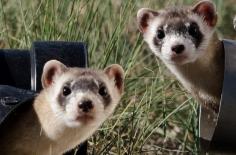 Description of the Black-Footed Ferret:- The black-footed ferret is a small, lanky mammal in the weasel family. They are quite similar in appearance to the domestic ferret, but, as the name suggests, they have black feet and legs, a black “mask” around their eyes, and a cream colored body with a dark colored back.