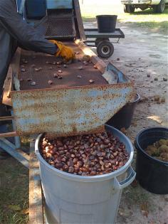 Chestnut Orcharding